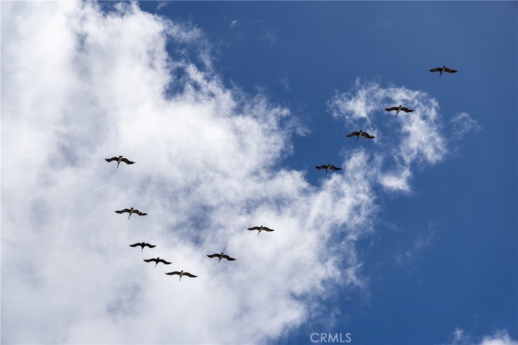 Pelicans over the South Laguna coast at 32229 Coast Hwy, Laguna Beach Pelicans over the South Laguna coast at 32229 Coast Hwy, Laguna Beach